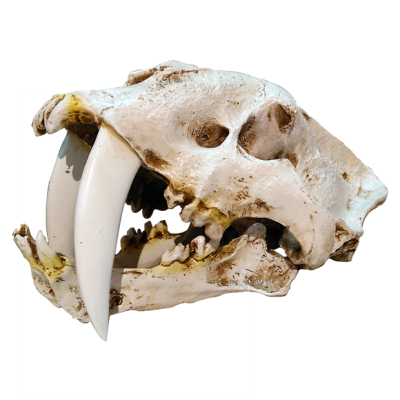 Cráneo de Smilodon Fatalis I