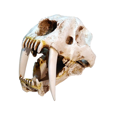 Cráneo de Smilodon Fatalis II