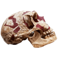 Cráneo de Homo Neanderthalensis de La Ferrassie I