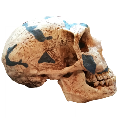 Cráneo Neanderthalensis I