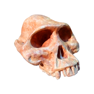 Cráneo de Australopithecus Afarensis Lucy