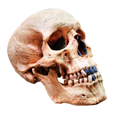 Cráneo de Homo Sapiens Moderno II