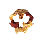 Cráneo Homo Antecessor