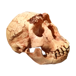 Cráneo de Homo Ergaster