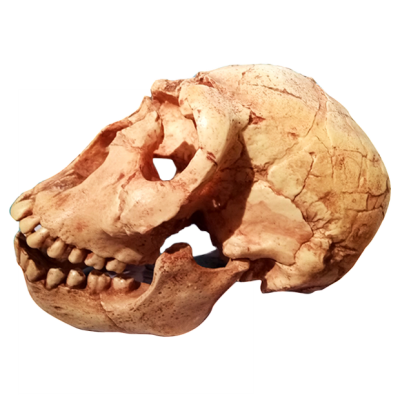Cráneo de Homo Ergaster II