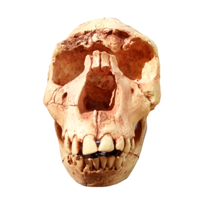 Cráneo de Homo Ergaster III