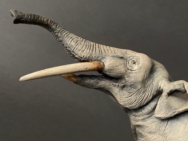 Mastodonte (Tetralophodon longirostris) detalle