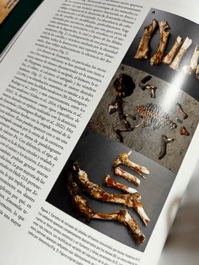 DIENTES DE SABLE, ESTUDIOS ENTORNO A LA EXPOSICIÓN - Imagen 2